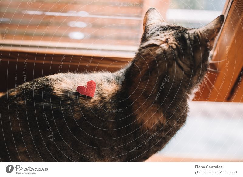 Tabby-Katze mit rotem Glitzerherz aus Karton. Valentinstag Büroarbeit Pelzmantel Haustier Herz Liebe Zusammensein Gefühle Idee Kreativität Backenbart liebevoll