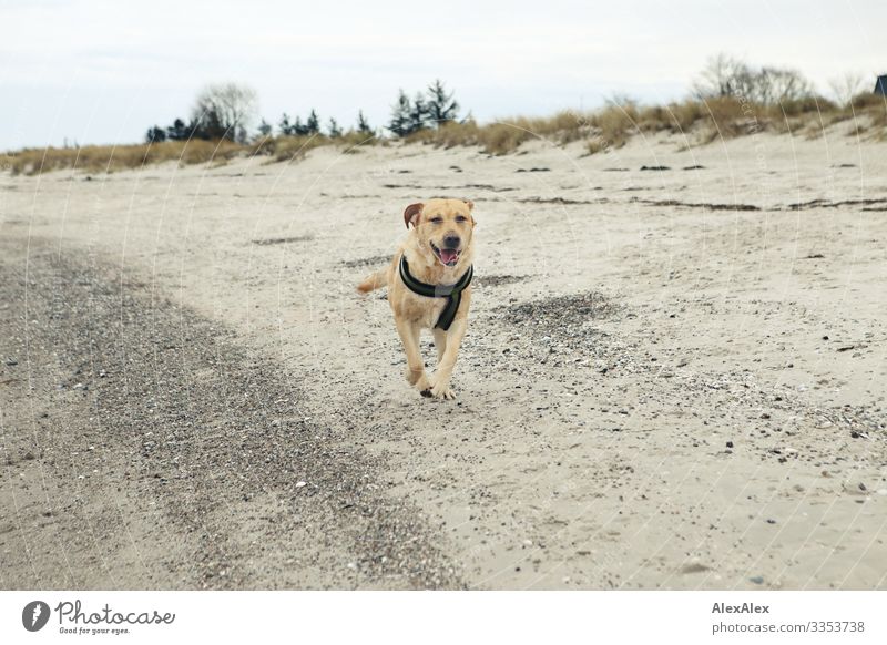 Blonder Labrador rennt am Ostseestrand lang Lifestyle Freude Ferien & Urlaub & Reisen Tourismus Ausflug Abenteuer Freiheit Strand Meer Landschaft Pflanze Baum