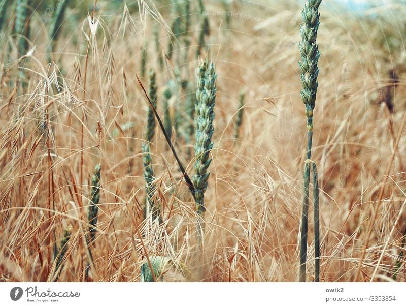 Habe die Ähre Umwelt Natur Landschaft Pflanze Frühling Schönes Wetter Nutzpflanze Getreide Getreidefeld Ähren Halm Feld Bewegung stehen Wachstum Zusammensein