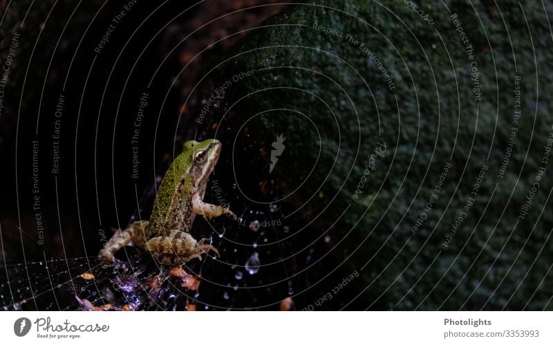 Frosch Im Spinnennetz Ein Lizenzfreies Stock Foto Von Photocase