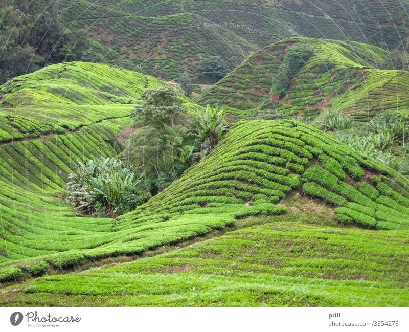 Tea plantation in Malaysia Berge u. Gebirge Landwirtschaft Forstwirtschaft Landschaft Pflanze Sträucher Feld Hügel Wege & Pfade saftig grün Teeplantage