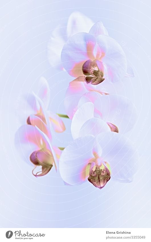 Weiße Orchidee im Neonlicht. Nahaufnahme. elegant Design exotisch Innenarchitektur Dekoration & Verzierung Feste & Feiern Valentinstag Muttertag Hochzeit