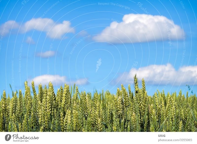 Ein zur Ernte reifendes Getreidefeld unter blauem Himmel. Ähren Feld Landwirtschaft Biolandwirtschaft Nutzpflanze Lebensmittel Natur Pflanze Ährenfeld