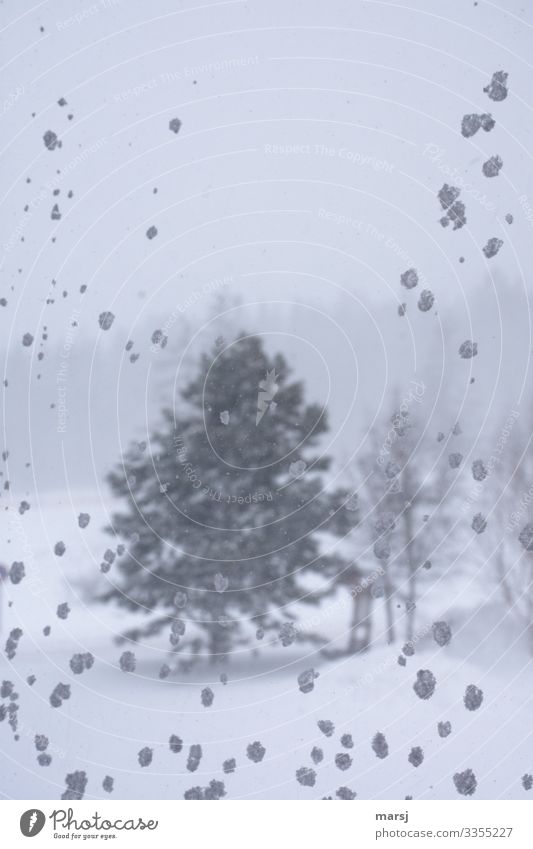 Stürmisch Natur Winter schlechtes Wetter Sturm Eis Frost Schnee Schneefall Baum Wald-Kiefer Schneeflocke Farbfoto Gedeckte Farben Menschenleer Textfreiraum oben