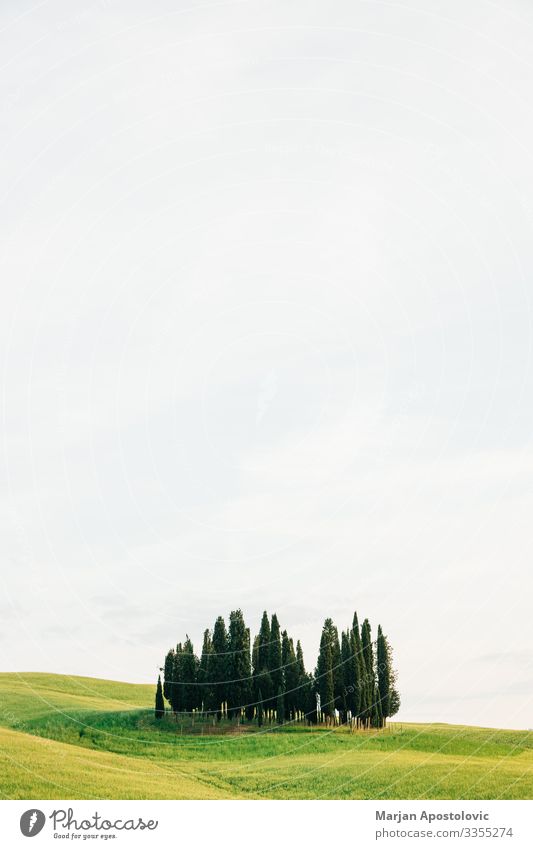 Ansicht von Zypressen in der Landschaft der Toskana, Italien Umwelt Natur Pflanze Himmel Frühling Sommer Baum Gras Wiese Hügel schön natürlich grün