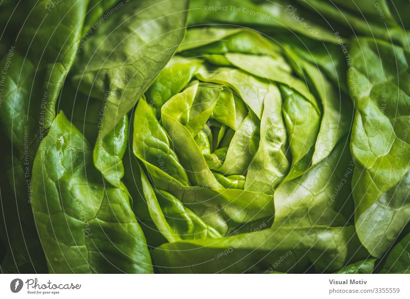 Grüne Blätter von Kopfsalat Gemüse Ernährung Bioprodukte Vegetarische Ernährung Diät Garten Natur Pflanze Blatt frisch natürlich grün Ackerbau Bostoner Salat