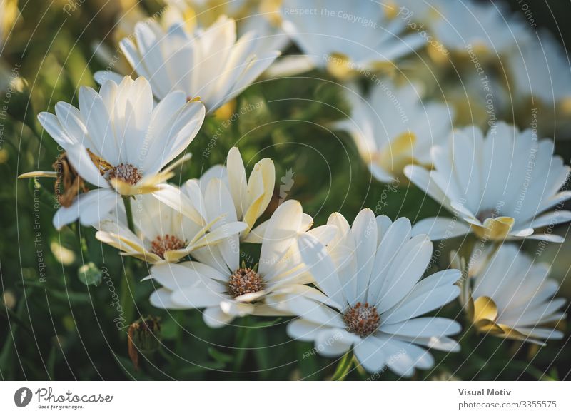 Weiße Gänseblümchen am Nachmittag schön Garten Natur Pflanze Blume Park Wachstum frisch grün weiß Farbe Blütenpflanze Zerbrechlichkeit verwundbar Blütenblatt