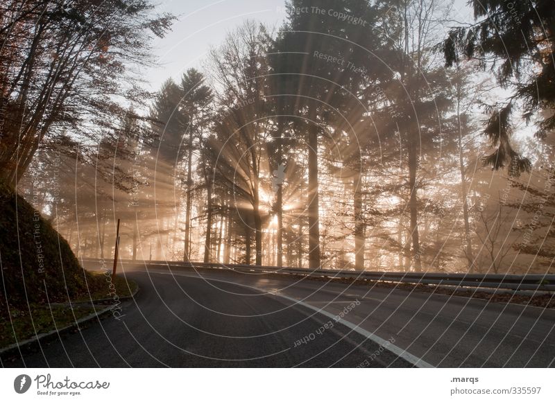 Durchbruch Natur Landschaft Sommer Schönes Wetter Wald Verkehr Verkehrswege Straße Wege & Pfade Kurve fahren neu schön Stimmung Beginn Hoffnung