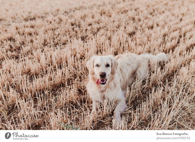 Bezaubernder Golden Retriever Hund im gelben Feld bei Sonnenuntergang. Wunderschönes Porträt eines jungen Hundes. Haustiere im Freien und Lebensstil Reinrassig