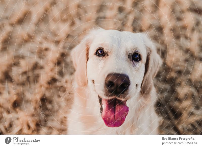 Bezaubernder Golden Retriever Hund im gelben Feld bei Sonnenuntergang. Wunderschönes Porträt eines jungen Hundes. Haustiere im Freien und Lebensstil Reinrassig