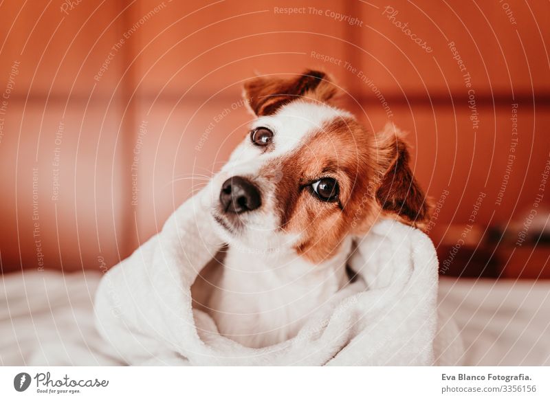 süßer kleiner Jack-Russell-Hund, der an einem sonnigen Tag mit einer Decke zugedeckt auf dem Bett liegt niedlich Jack-Russell-Terrier schlafen Müdigkeit ruhen