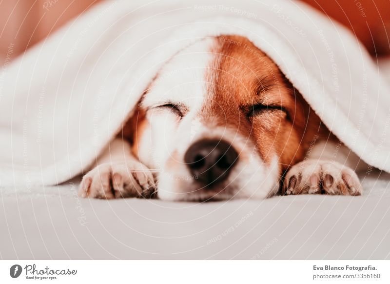 süßer kleiner Jack-Russell-Hund, der an einem sonnigen Tag mit einer Decke zugedeckt auf dem Bett liegt niedlich Jack-Russell-Terrier schlafen Müdigkeit ruhen