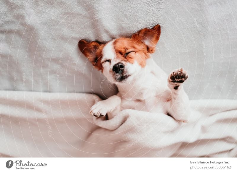 v auf den Kopf gestellt niedlich Hund Jack-Russell-Terrier schlafen Müdigkeit ruhen aussruhen Augen geschlossen Schnauze Menschenleer genießen LAZY schnarchen