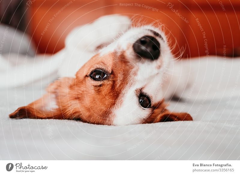 süßer kleiner Jack-Russell-Hund, der an einem sonnigen Tag mit einer Decke zugedeckt auf dem Bett liegt auf den Kopf gestellt niedlich Jack-Russell-Terrier