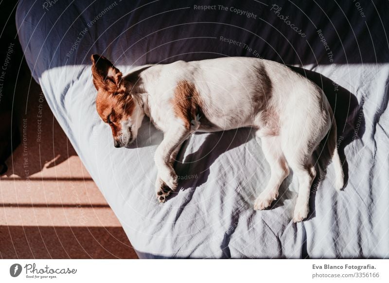 süßer kleiner Jack-Russell-Hund, der sich an einem sonnigen Tag auf dem Bett ausruht niedlich Jack-Russell-Terrier schlafen Müdigkeit ruhen aussruhen
