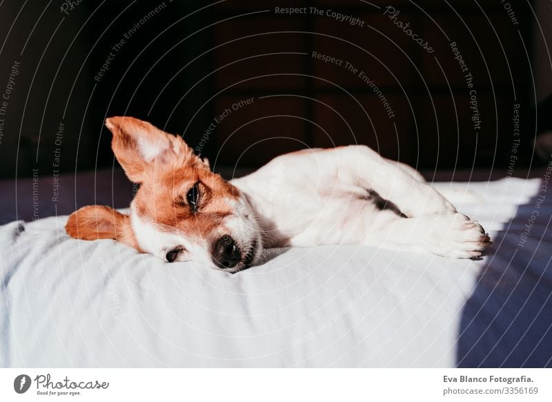 Nahaufnahme eines süßen kleinen Jack-Russell-Hundes, der an einem sonnigen Tag auf dem Bett liegt niedlich Jack-Russell-Terrier schlafen Müdigkeit ruhen