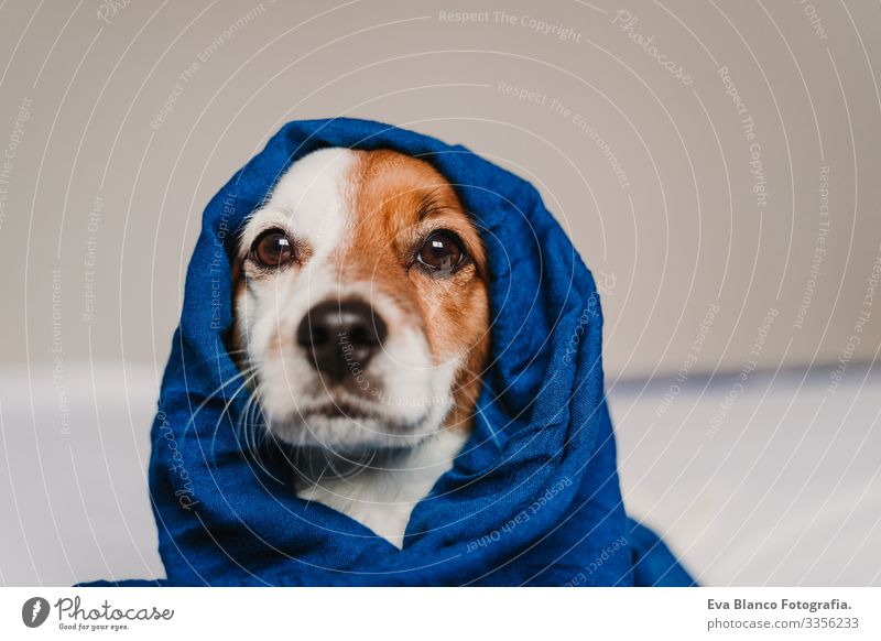 porträt des niedlichen Jack Russell in ein blaues Taschentuch gewickelt klassisches Blau Schal Hund Bett Jack-Russell-Terrier aussruhen klein lieblich reizvoll