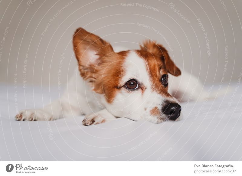 süßer Jack-Russell-Hund, der auf dem Bett liegt und mit einem komischen Ohr lauscht niedlich Jack-Russell-Terrier aussruhen klein lieblich reizvoll Erholung
