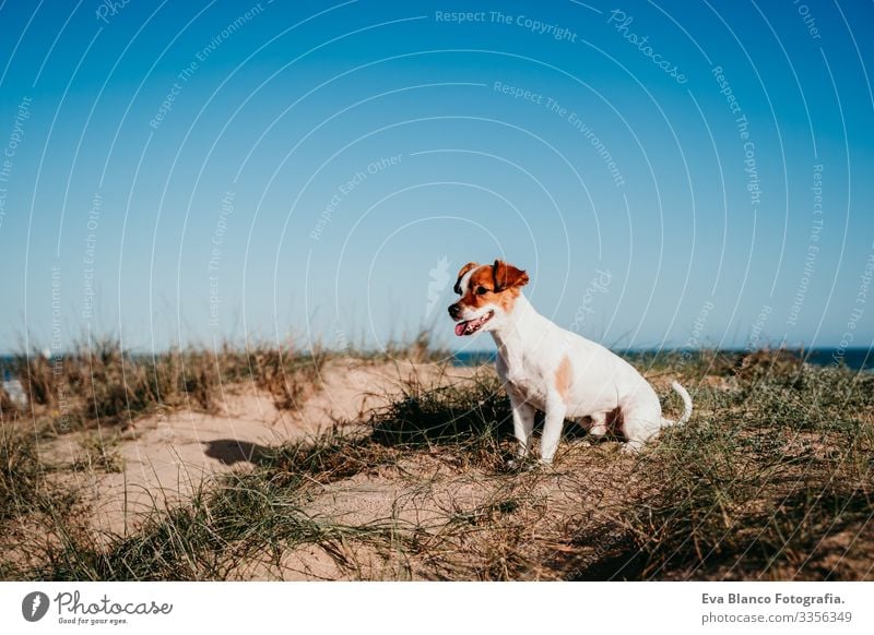 süßer kleiner Jack-Russell-Hund am Strand. Sitzen auf Dünen bei Sonnenuntergang niedlich Dunes Landschaft Sommer sitzen Blauer Himmel Ferien & Urlaub & Reisen