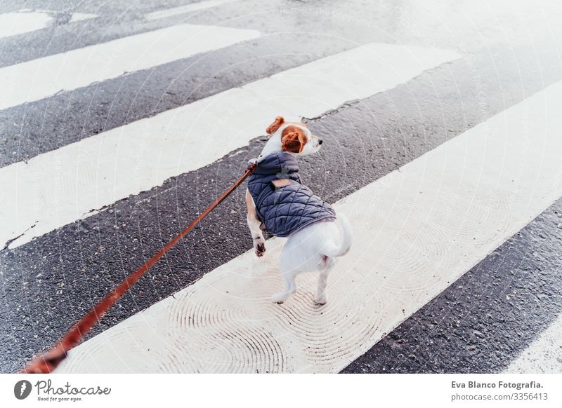 Jack Russell Hund beim Gehen am Fußgängerüberweg. Wintersaison Jack-Russell-Terrier Überfahrt Großstadt Mantel anleinen Hand Besitzer Haustier Stadt Sicherheit