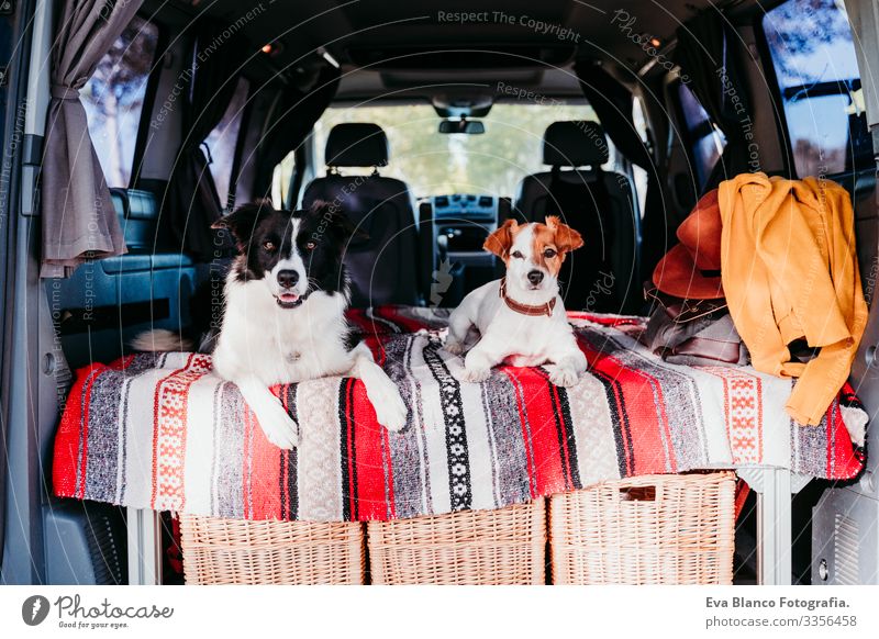 zwei niedliche hunde in einem van, border collie und jack russell entspannen sich. reisekonzept 2 Hund Freundschaft Border Collie Jack-Russell-Terrier