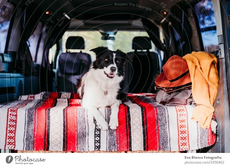 süßer Border-Collie-Hund, der sich in einem Lieferwagen entspannt. reisekonzept Freundschaft Border Collie Kleintransporter Van Leben Ferien & Urlaub & Reisen