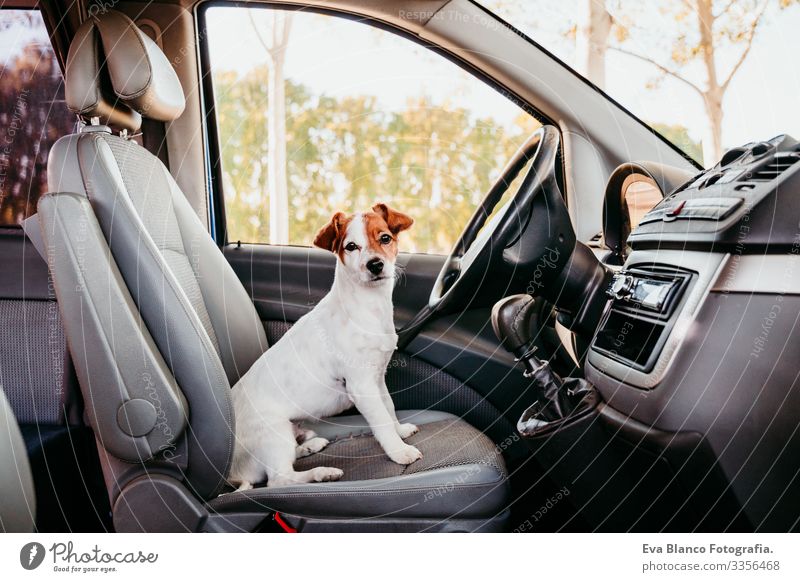 süßer jack russell hund entspannt sich in einem van. reisekonzept Jack-Russell-Terrier fahren PKW sitzen niedlich Rad Laufwerk Geschwindigkeit Glück Welpe