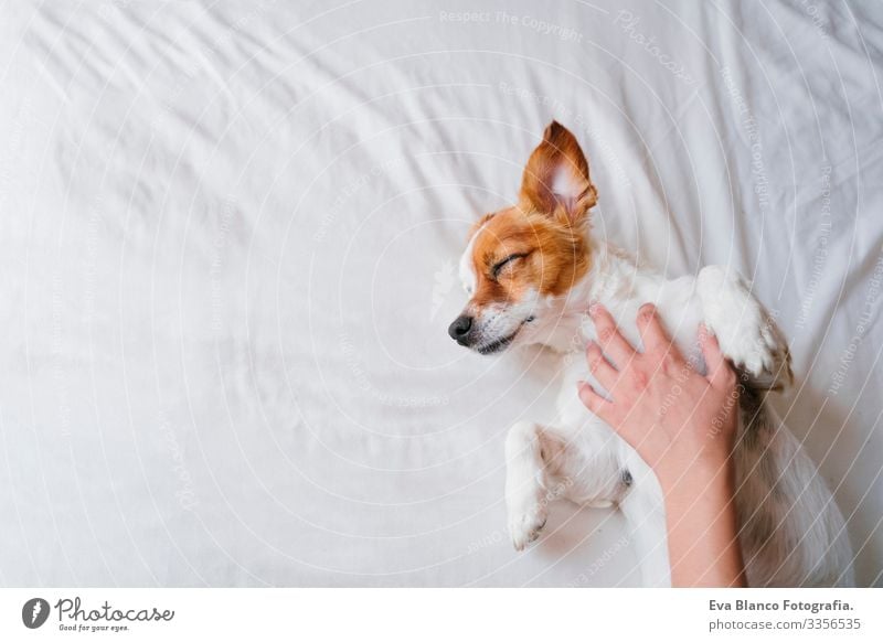 Frau, die mit ihrem süßen kleinen Hund, der auf dem Bett schläft, kuschelt. Konzept der Liebe zu Tieren. Lebensstil im Haus Mädchen Freude Erholung lieblich