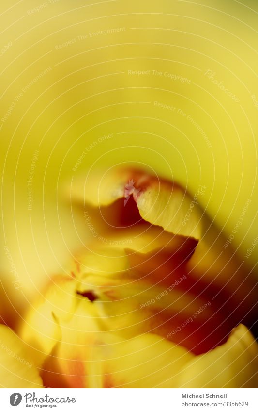 Tulpe Umwelt Pflanze Blume Duft natürlich knallig Überbelichtung Farbfoto mehrfarbig Nahaufnahme Makroaufnahme Menschenleer Textfreiraum oben