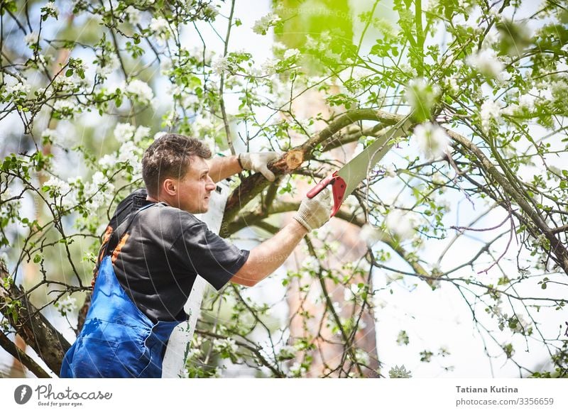 Ein Mann schneidet mit einer Säge einen Zweig eines blühenden Apfelbaums Sommer Garten Arbeit & Erwerbstätigkeit Gartenarbeit Werkzeug Erwachsene Hand Natur