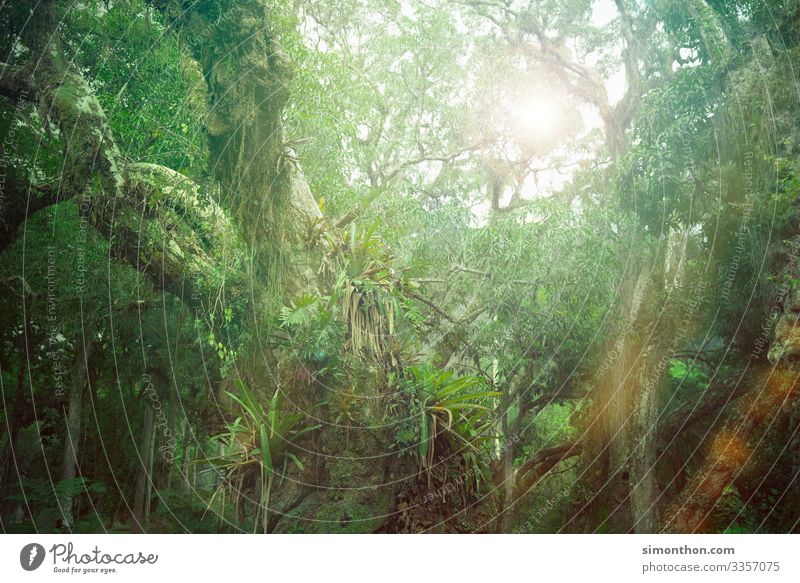 Dschungel Umwelt Natur Landschaft Pflanze Klima Urwald Amazonas Baum Kletterpflanzen CO2-Ausstoß Farbfoto Außenaufnahme