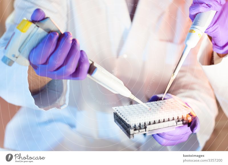 Biowissenschaftler pipettieren die Master-Mix-Lösung mit einer Mehrkanalpipette in die PCR-Mikroplatte mit 96 Vertiefungen. Teller Gesundheitswesen Medikament