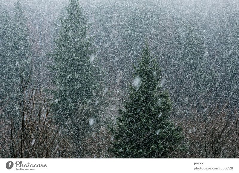 Tausend Tränen Natur Winter schlechtes Wetter Schneefall Wald dunkel kalt grau grün schwarz weiß Schneetreiben Farbfoto Gedeckte Farben Außenaufnahme