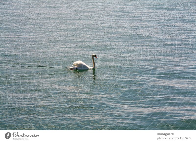 Schwanensee. Schwan schwimmt ruhig auf den Wellen des Bodensees. Wasser Gefieder Federn schwimmen edel stolz blau weiß Schnabel Schwimmen & Baden Tier Vogel