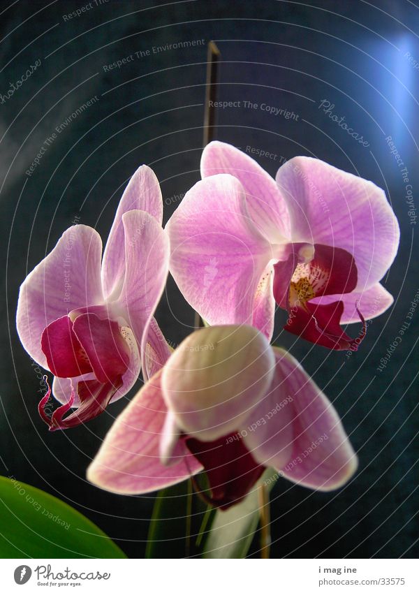Orchidee Blume Blüte Pflanze 3 Makroaufnahme Nahaufnahme Natur schön