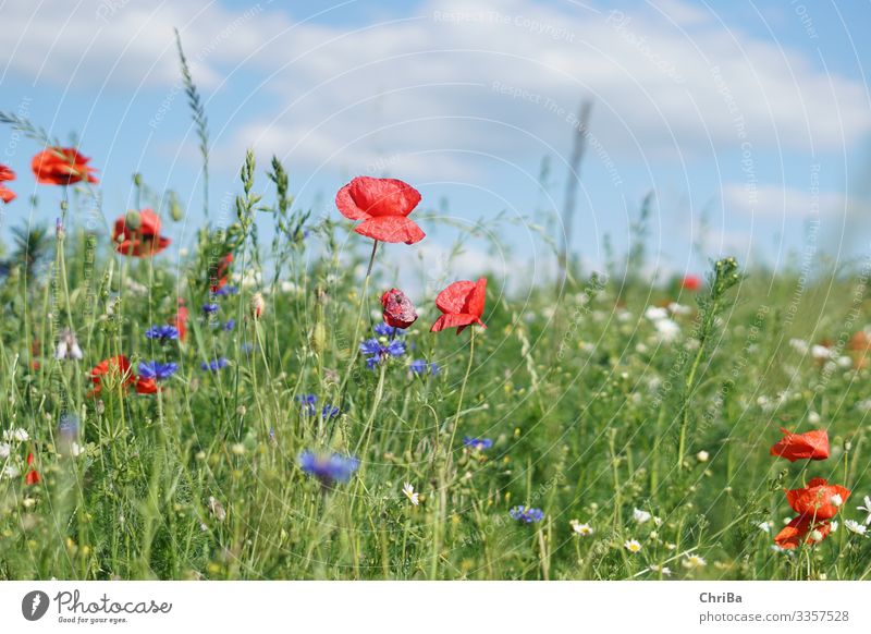 Mohnblumen, Kornblumen blauer Himmel, was will man mehr Umwelt Natur Landschaft Pflanze Wolken Sonne Frühling Sommer Klima Schönes Wetter Blume Gras Blüte