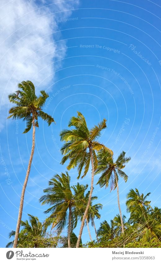 Kokosnusspalmen an einem sonnigen Tag gegen den Himmel. exotisch Ferien & Urlaub & Reisen Tourismus Sommer Sommerurlaub Sonne Insel Natur Baum natürlich blau