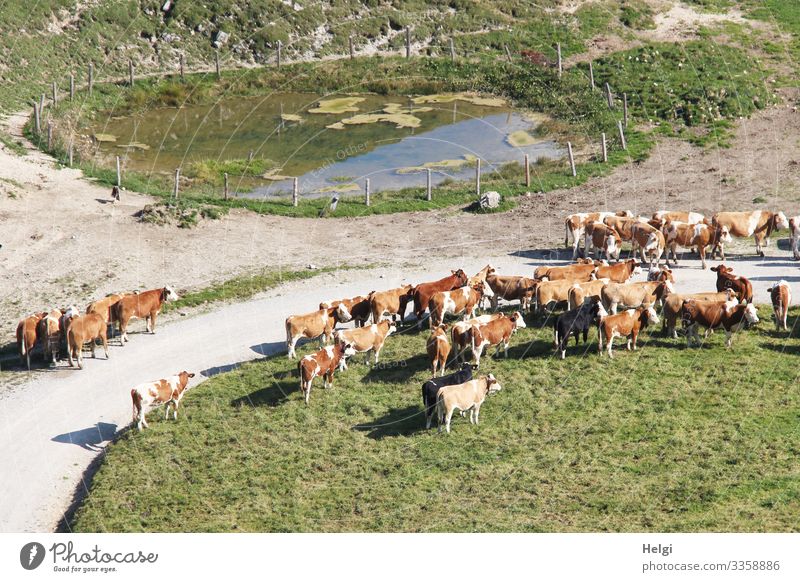 Kuhherde wartet beim Almauftrieb im Frühling Chiemgauer Alpen Berge u. Gebirge Landschaft Umwelt Natur Kühe Frühjahr Wiese Weide Weg Nutztier Herde stehen