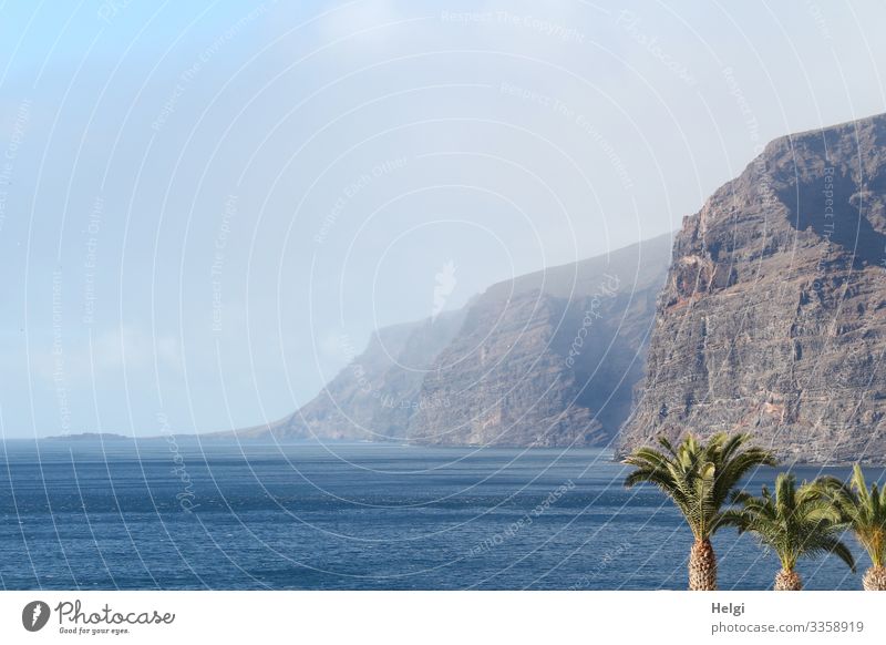 Die Steilküste "Los Gigantes" ragt  auf Teneriffa aus dem Meer , drei Palmen stehen im Vordergrund Ferien & Urlaub & Reisen Tourismus Umwelt Natur Landschaft