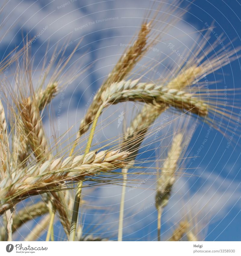 Kornähren der Gerste im Sonnenlicht vor blauem Himmel mit Wolken Getreide Ähren Kornfeld Getreidefeld Landwirtschaft Ernährung Pflanze Natur Umwelt Sommer