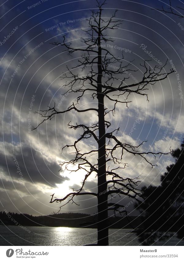 Twilight Zone Sonne Natur Landschaft Wolken schlechtes Wetter Baum Fjord Norwegen bedrohlich dunkel trist Endzeitstimmung Geäst Baumskelett Baumgerippe