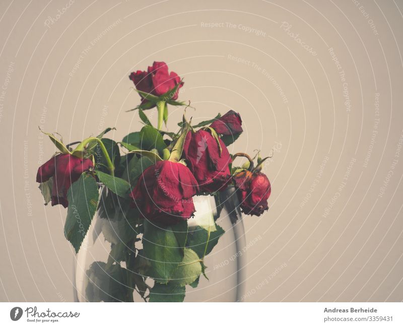Blumenstrauß aus roten Rosen Roséwein Vase vereinzelt weiß geblümt grün Natur Pflanze Schönheit Liebe schön Flora Dekoration & Verzierung Geschenk rosa Haufen