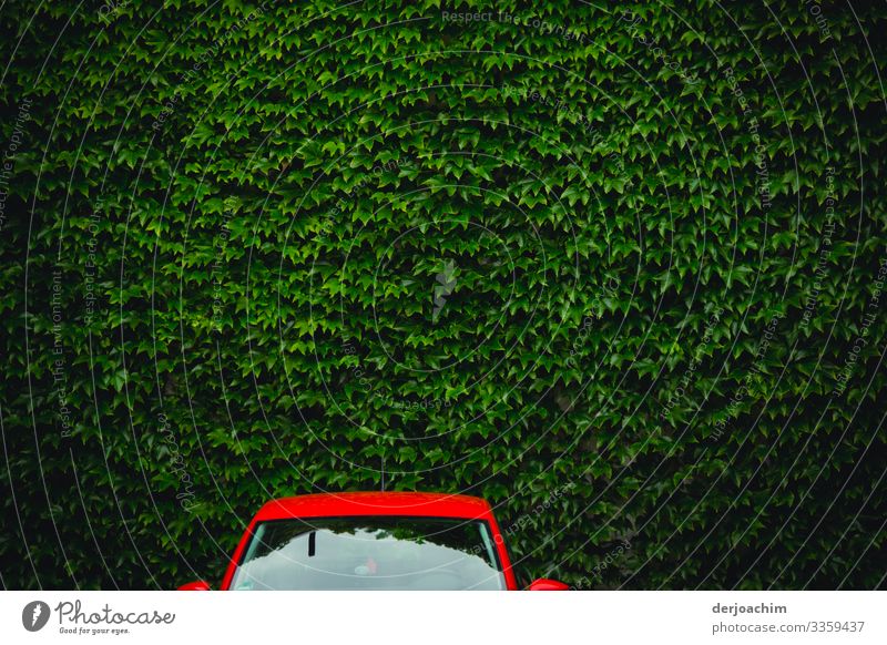 Rotes Auto an grüner Wand. Der obere Teil eines Roten Autos vor einer Grünen Blätterwand. Design harmonisch Ausflug PKW Umwelt Sommer Schönes Wetter Grünpflanze