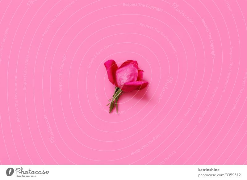Leuchtend rosa Rose auf rosa Hintergrund - Draufsicht Design Dekoration & Verzierung Hochzeit Frau Erwachsene Mutter Blume oben Kreativität romantisch hellrosa