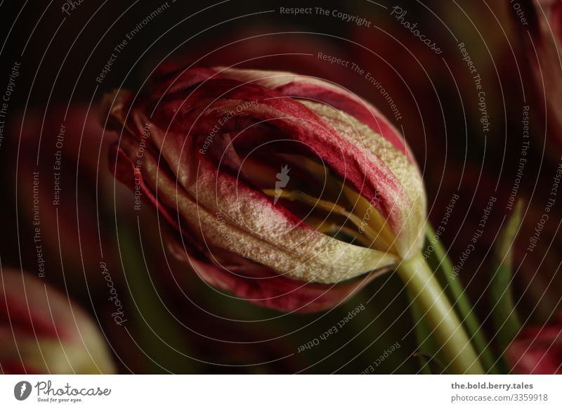verwelkte Tulpe Natur Pflanze Frühling Blume Blüte dehydrieren dunkel natürlich rot unbeständig Vergänglichkeit Ende Traurigkeit Farbfoto Innenaufnahme