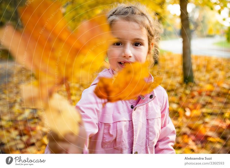 Süßes kleines Mädchen mit fehlenden Zähnen, das mit gelbem Laub im Herbstwald spielt. Zeigt der Kamera das Blatt. Glückliches Kind, das lacht und lächelt. Sonniger Herbstwald, Sonnenstrahl.