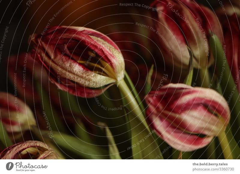 verwelkte Tulpen rot Pflanze Frühling Blume Blüte dunkel authentisch natürlich trocken grün Traurigkeit Trauer Natur Vergänglichkeit Farbfoto Innenaufnahme