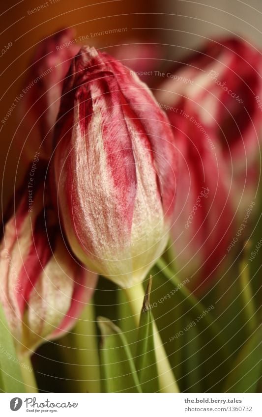 verwelkte Tulpe rot Pflanze Frühling Schönes Wetter Blume Blüte Freundlichkeit Fröhlichkeit hell schön natürlich trocken grün Natur Vergänglichkeit Farbfoto