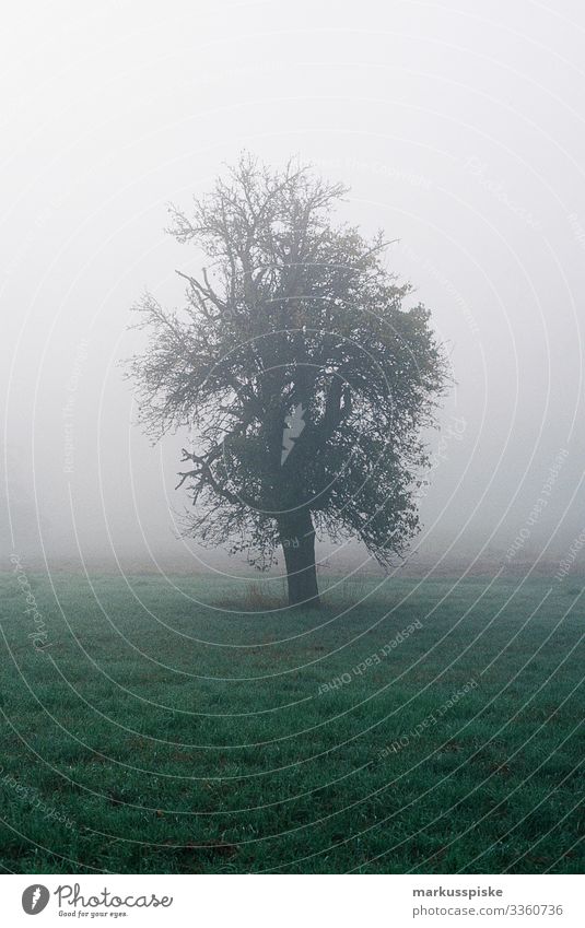 Nebliger Morgenbaum analoge Fotografie 35mm Filmfotografie Filmscan Scan Leica R7 natürlich neblig Nebel Baum Wiese Gras Ast Baumstamm im Freien Natur