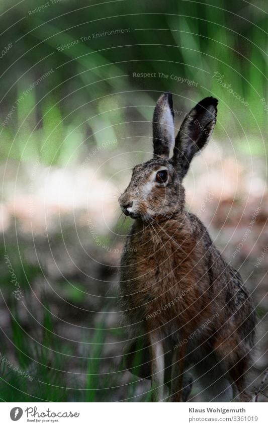 Feldhase auf einem Waldweg hat den Fotografen entdeckt Umwelt Natur Frühling Sommer Tier Wildtier Tiergesicht Fell Hase & Kaninchen 1 beobachten hören Blick
